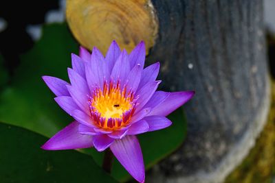 Close-up of purple water lily