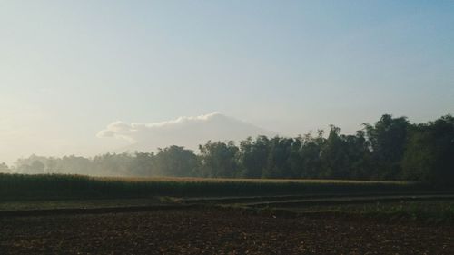 Scenic view of field against clear sky