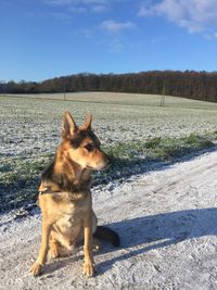 Dog on field against sky