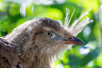 Close-up of a bird