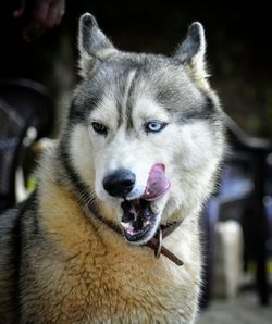 Close-up portrait of a dog