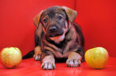 High angle view of a dog