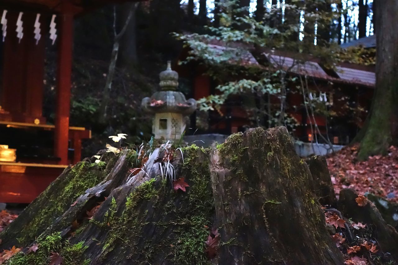 PANORAMIC VIEW OF TREES AND BUILDING