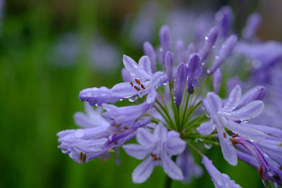 Close-up of water drops on purple flowers