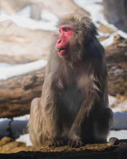 Japanese macaque looking away while sitting on rock