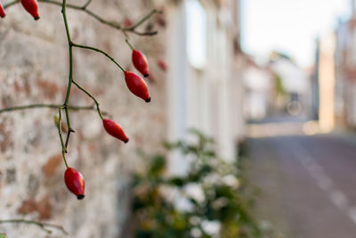 Close-up of red berries growing on tree