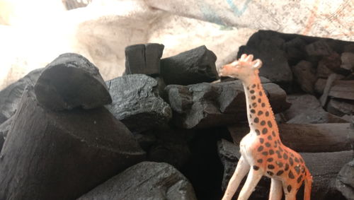 High angle view of snake on rock