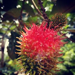 Close-up of red flower growing on plant