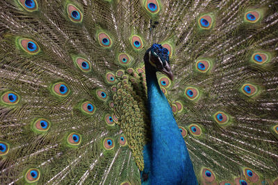 Close-up of peacock