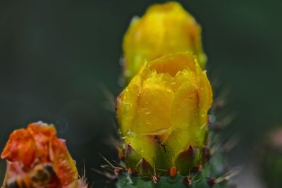 Close-up of yellow cactus flower