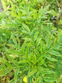 Close-up of fresh green plants