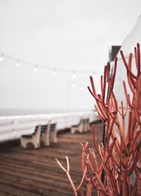 Close-up of plant against sea against clear sky