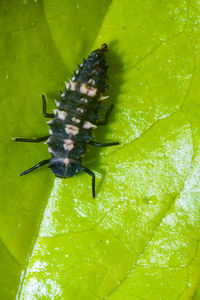 Close-up of insect on leaf