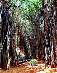 View of trees in forest