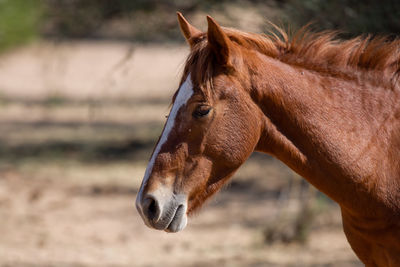 Close-up of a horse on field
