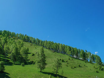 Panoramic view of green trees against blue sky