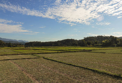 Scenic view of agricultural field against sky