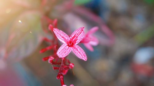 Close-up of pink flower