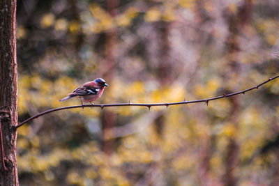 Bird perching on a tree