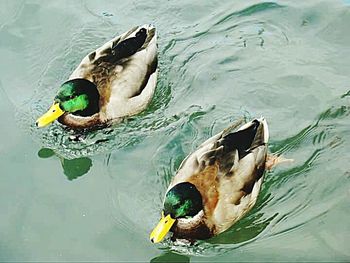 Ducks swimming in water