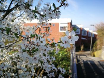 Cherry blossoms in spring