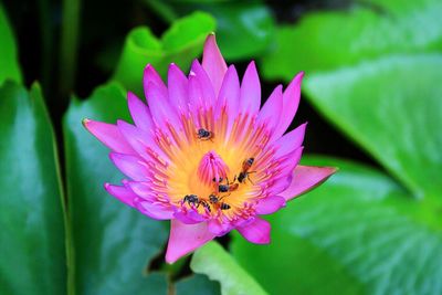 Close-up of butterfly on pink flower