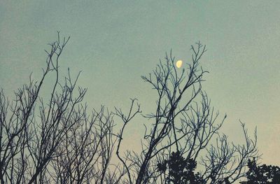 Low angle view of silhouette bare tree against sky