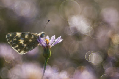 Close-up of butterfly pollinating flower