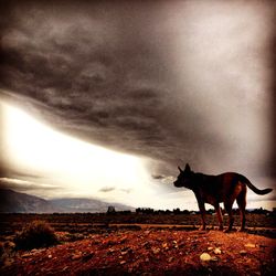 Horse on field against clear sky