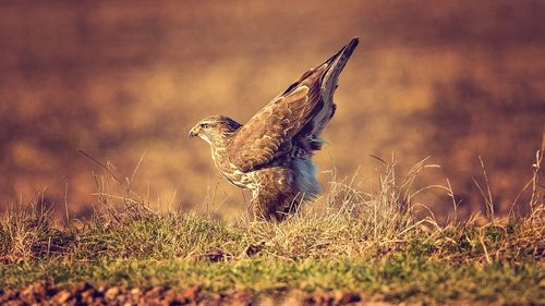 Bird flying in a field