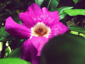 Close-up of pink flower blooming outdoors