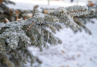 Close-up of snow on pine tree