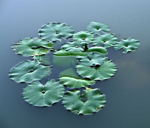 High angle view of plant against black background