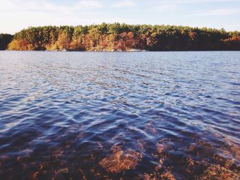 Reflection of trees in water