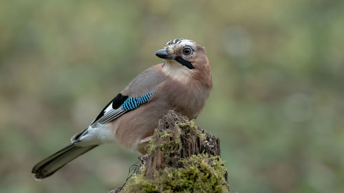 Close-up of bird perching on branch