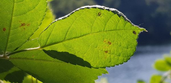 Close-up of green leaves on plant