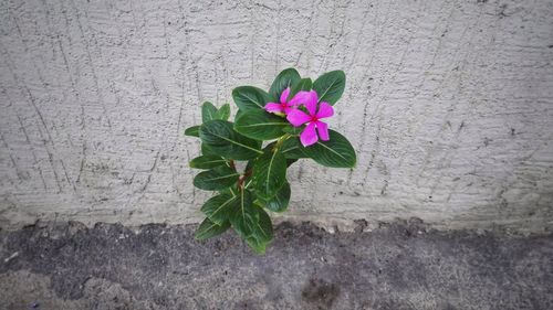 Close-up of pink flowering plant against wall