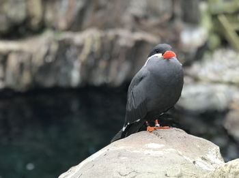 Close-up of bird perching on rock