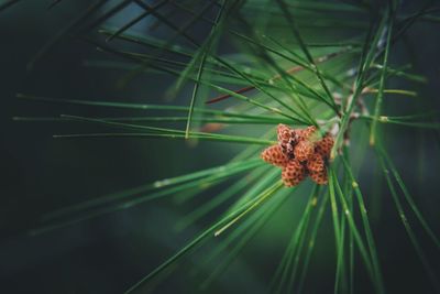 Close-up of pine cones in tree