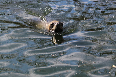 Woman swimming in water