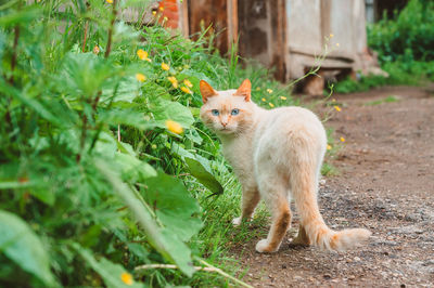 Portrait of a red cat with blue eyes in the grass on the street. a lost pet lives in the woods