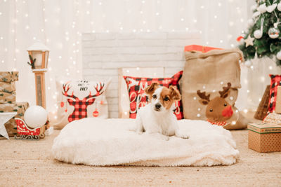 Lovely jack russell dog indoor in front of christmas decoration at home