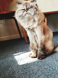 Close-up of cat resting on floor