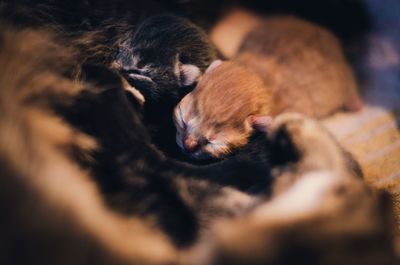 Close-up of sleeping kittens