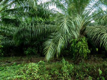 Palm trees in forest