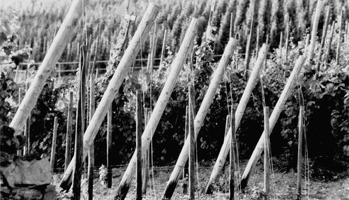 Trees growing in field