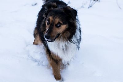 Dog on snow covered land