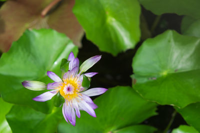 Close-up of purple flowering plant