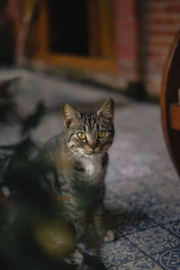 Portrait of cat on floor at home