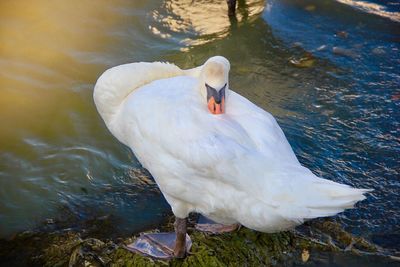 Close-up of swan swimming in river